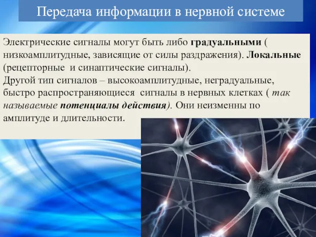 Передача информации в нервной системе Электрические сигналы могут быть либо