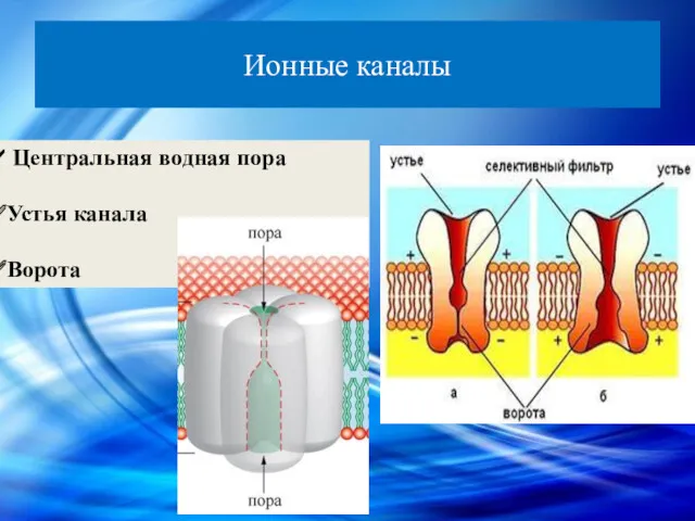 Ионные каналы Центральная водная пора Устья канала Ворота