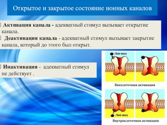 Открытое и закрытое состояние ионных каналов Активация канала - адекватный