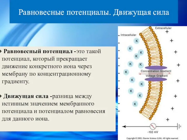 Равновесные потенциалы. Движущая сила Равновесный потенциал -это такой потенциал, который