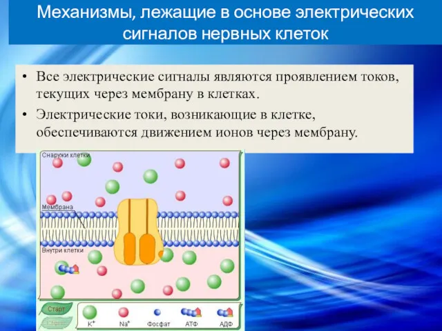 Механизмы, лежащие в основе электрических сигналов нервных клеток Все электрические