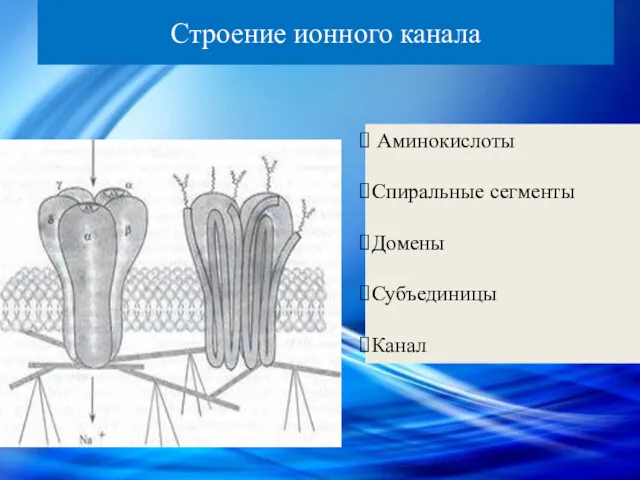 Строение ионного канала Аминокислоты Спиральные сегменты Домены Субъединицы Канал