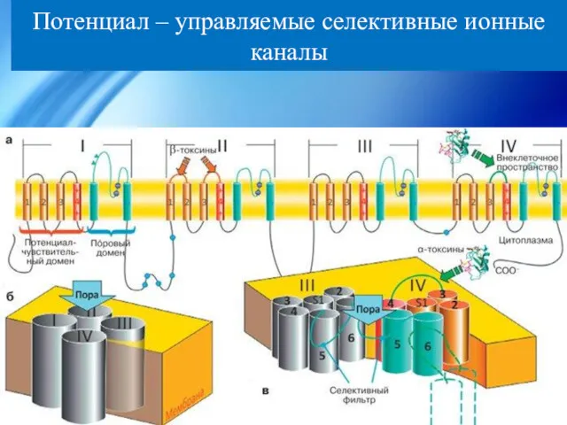 Потенциал – управляемые селективные ионные каналы