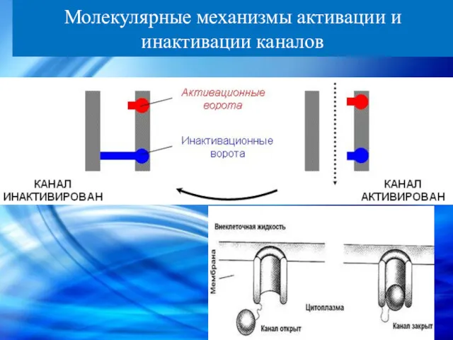 Молекулярные механизмы активации и инактивации каналов