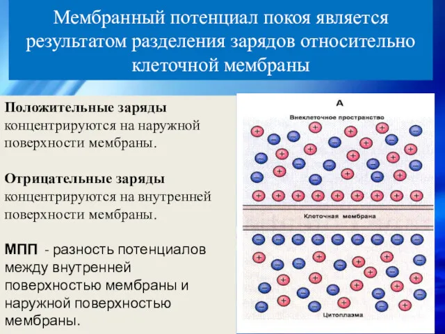 Мембранный потенциал покоя является результатом разделения зарядов относительно клеточной мембраны