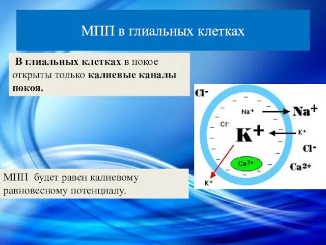 МПП в глиальных клетках В глиальных клетках в покое открыты