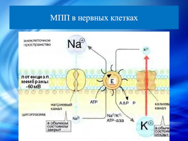 МПП в нервных клетках