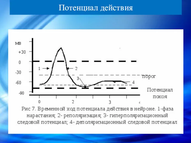 Потенциал действия