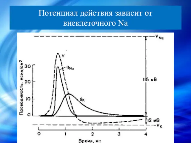 Потенциал действия зависит от внеклеточного Na