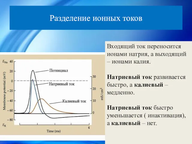 Разделение ионных токов Входящий ток переносится ионами натрия, а выходящий