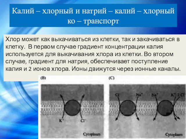 Калий – хлорный и натрий – калий – хлорный ко