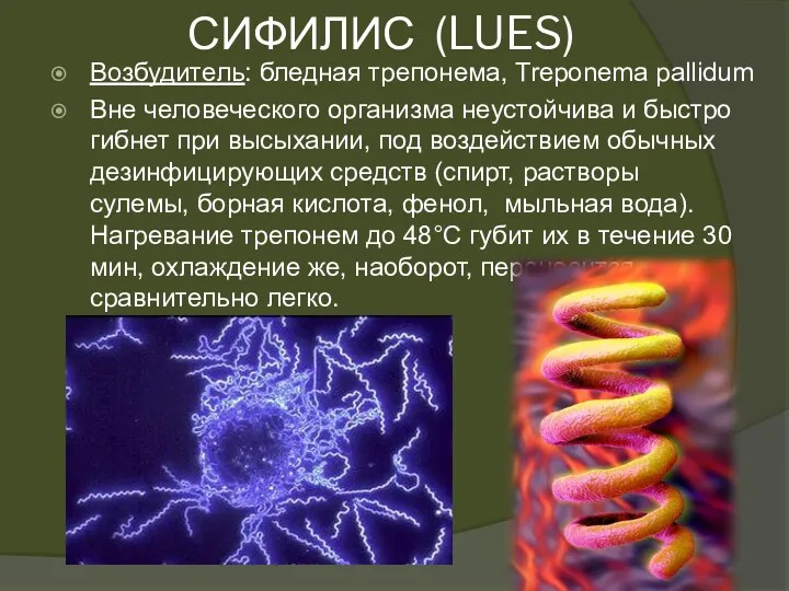 СИФИЛИС (LUES) Возбудитель: бледная трепонема, Treponema pallidum Вне человеческого организма