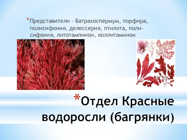 Отдел Красные водоросли (багрянки) Представители - Батрахоспермум, порфира, полисифония, делессерия, птилота, поли-сифония, литотампнион, коллитамнион