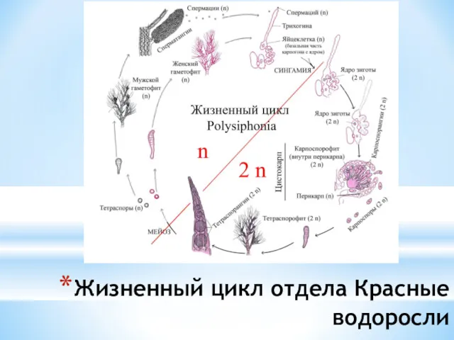 Жизненный цикл отдела Красные водоросли 2