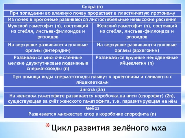 Цикл развития зелёного мха