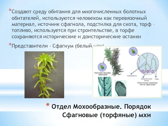 Отдел Мохообразные. Порядок Сфагновые (торфяные) мхи Создают среду обитания для