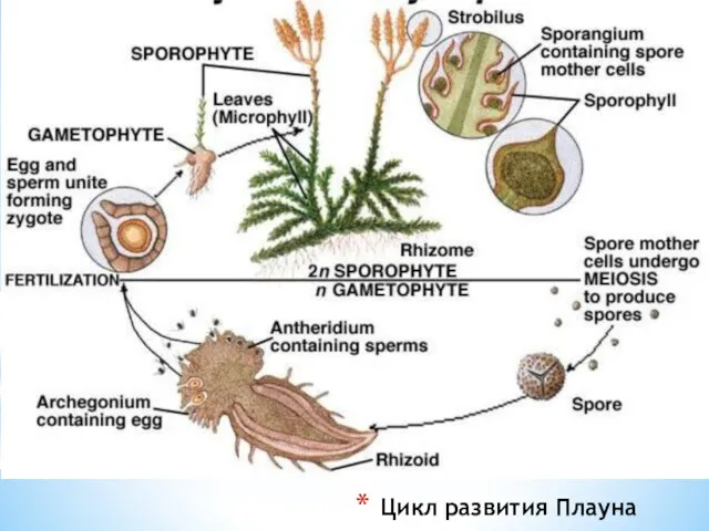 Цикл развития Плауна