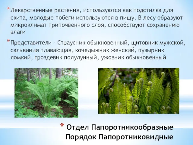 Отдел Папоротникообразные Порядок Папоротниковидные Лекарственные растения, используются как подстилка для