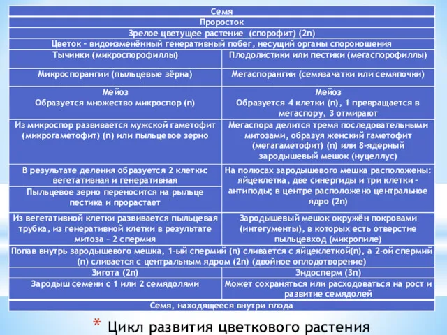 Цикл развития цветкового растения