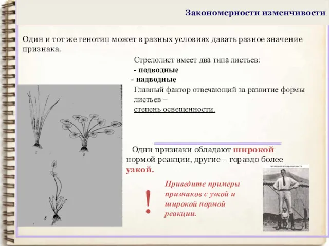 Закономерности изменчивости Один и тот же генотип может в разных