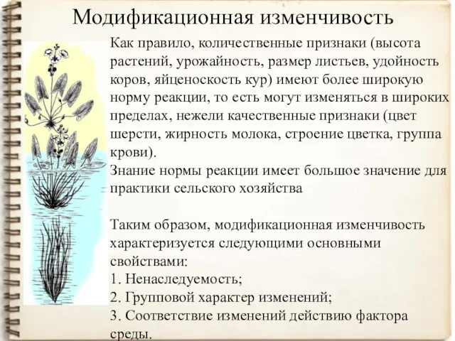 Модификационная изменчивость Как правило, количественные признаки (высота растений, урожайность, размер