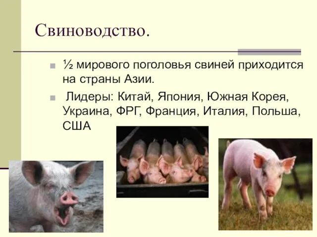 Свиноводство. ½ мирового поголовья свиней приходится на страны Азии. Лидеры: