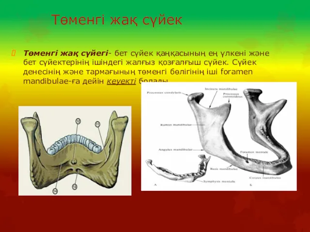 Төменгі жақ сүйек Төменгі жақ сүйегі- бет сүйек қаңқасының ең