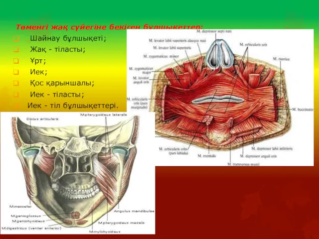 Төменгі жақ сүйегіне бекіген бұлшықеттер: Шайнау бұлшықеті; Жақ - тіласты;