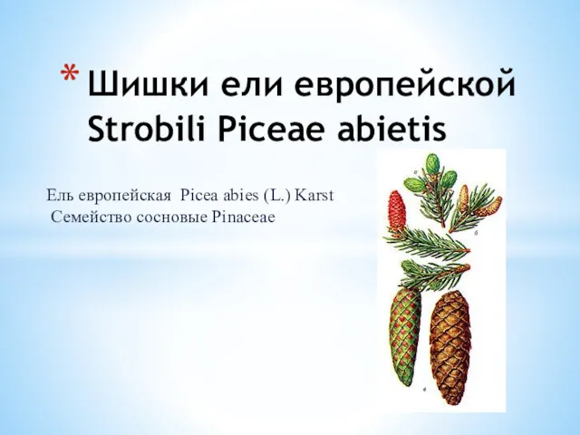 Ель европейская Picea abies (L.) Karst Семейство сосновые Pinaceae Шишки ели европейской Strobili Piceae abietis