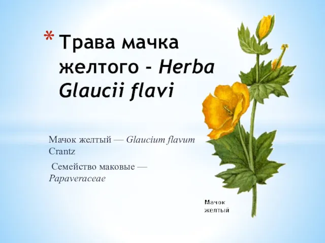 Мачок желтый — Glaucium flavum Crantz Семейство маковые — Papaveraceae