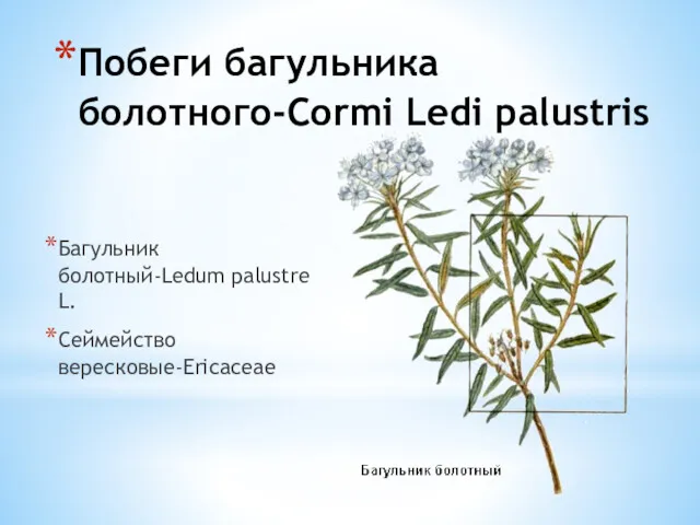 Побеги багульника болотного-Cormi Ledi palustris Багульник болотный-Ledum palustre L. Сеймейство вересковые-Ericaceae
