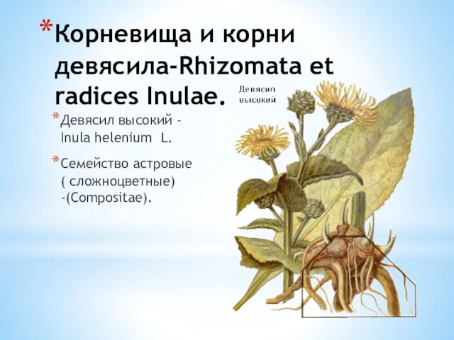 Корневища и корни девясила-Rhizomata et radices Inulae. Девясил высокий -