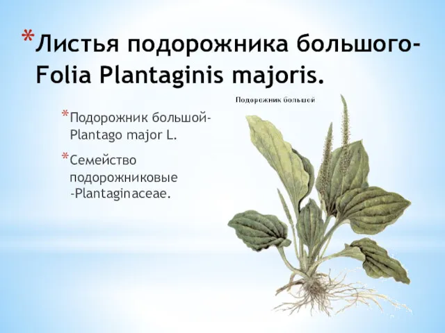 Листья подорожника большого- Folia Plantaginis majoris. Подорожник большой- Plantago major L. Семейство подорожниковые -Plantaginaceae.