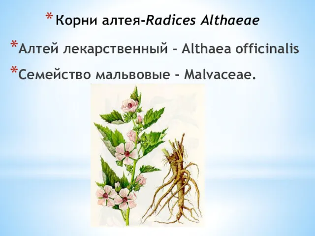 Корни алтея-Radices Althaeae Алтей лекарственный - Althaea officinalis Семейство мальвовые - Malvaceae.