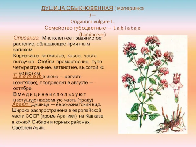 ДУШИЦА ОБЫКНОВЕННАЯ ( материнка )— Origanum vulgare L. Семейство губоцветные