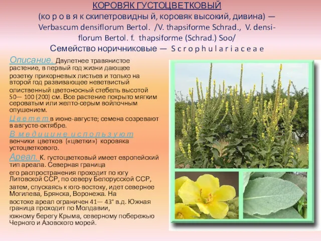 КОРОВЯК ГУСТОЦВЕТКОВЫЙ (ко р о в я к скипетровидны й,