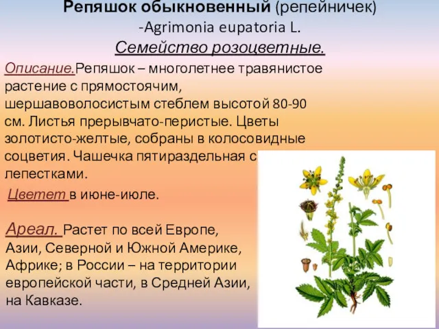 Репяшок обыкновенный (репейничек) -Agrimonia eupatoria L. Семейство розоцветные. Описание.Репяшок –