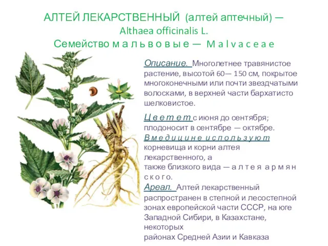 АЛТЕЙ ЛЕКАРСТВЕННЫЙ (алтей аптечный) — Althaea officinalis L. Семейство м