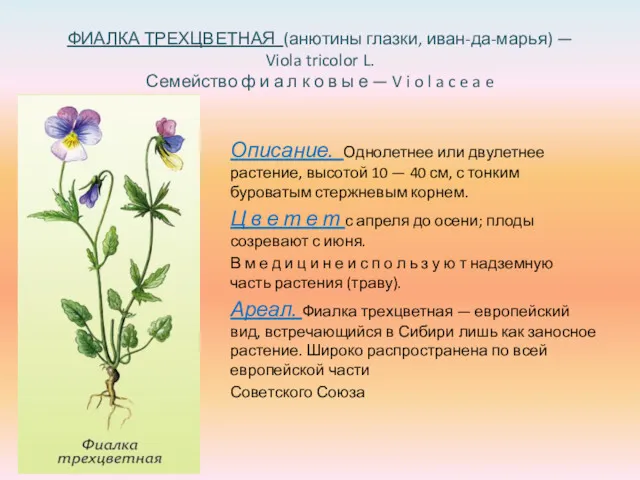 ФИАЛКА ТРЕХЦВЕТНАЯ (анютины глазки, иван-да-марья) — Viola tricolor L. Семейство