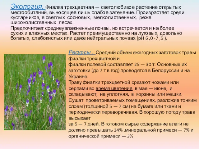 Экология. Фиалка трехцветная — светолюбивое растение открытых местообитаний, выносящее лишь