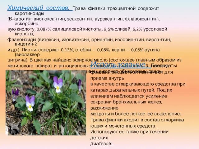 Химический состав. Трава фиалки трехцветной содержит каротиноиды (В-каротин, виолоксантин, зеаксантин,