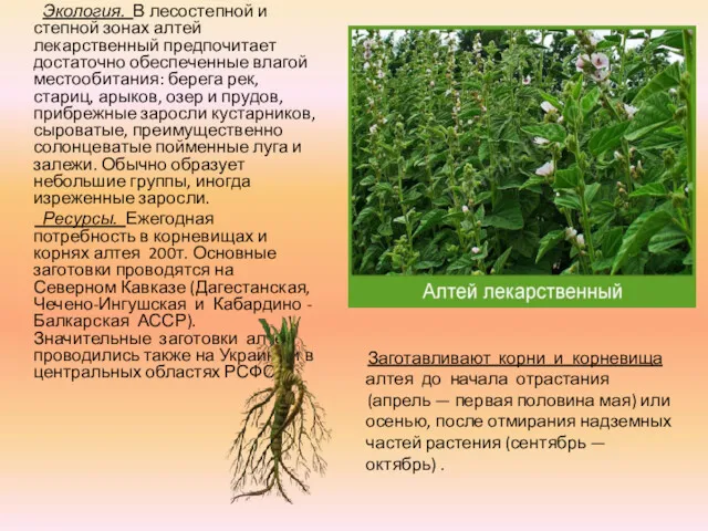 Экология. В лесостепной и степной зонах алтей лекарственный предпочитает достаточно