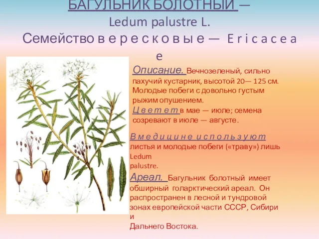 БАГУЛЬНИК БОЛОТНЫЙ — Ledum palustre L. Семейство в е р