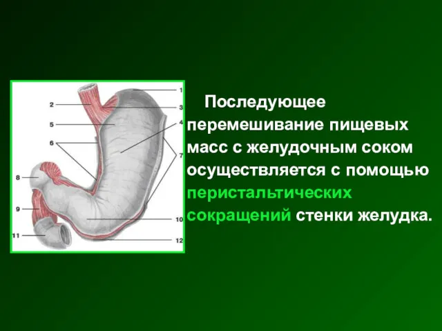 Последующее перемешивание пищевых масс с желудочным соком осуществляется с помощью перистальтических сокращений стенки желудка.