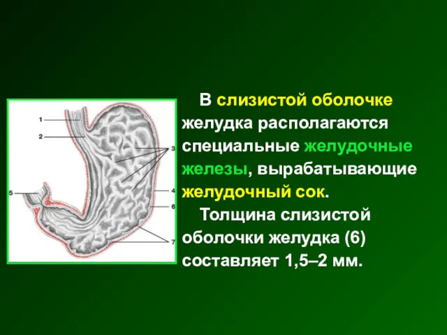 В слизистой оболочке желудка располагаются специальные желудочные железы, вырабатывающие желудочный
