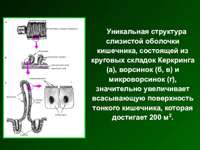 Уникальная структура слизистой оболочки кишечника, состоящей из круговых складок Керкринга