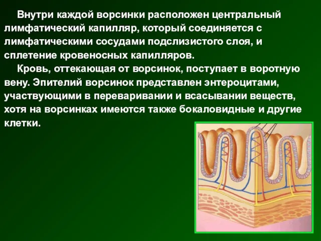 Внутри каждой ворсинки расположен центральный лимфатический капилляр, который соединяется с