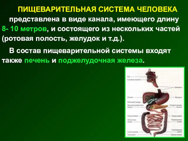 ПИЩЕВАРИТЕЛЬНАЯ СИСТЕМА ЧЕЛОВЕКА представлена в виде канала, имеющего длину 8-