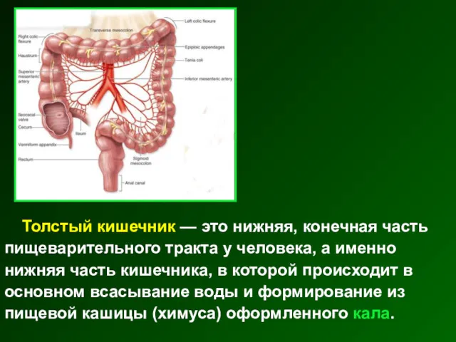 Толстый кишечник — это нижняя, конечная часть пищеварительного тракта у человека, а именно