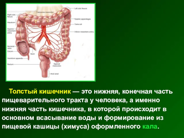 Толстый кишечник — это нижняя, конечная часть пищеварительного тракта у